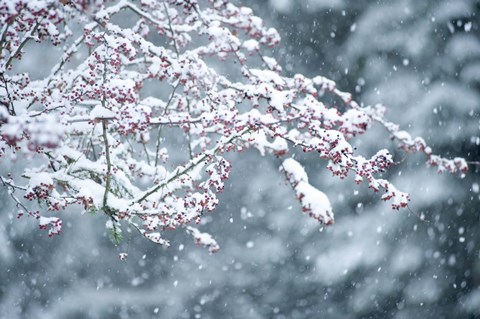 Framed Snow covered branch during snowing, Washington State, USA Print