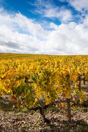 Framed Chateau Lafite Rothschild vineyards in autumn, Pauillac, Haut Medoc, Gironde, Aquitaine, France Print