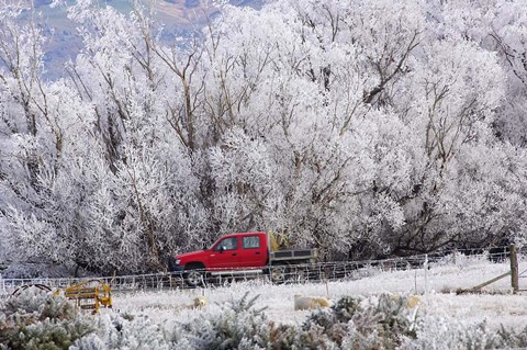 Framed Four Wheel Drive and Hoar Frost, Sutton, Otago, South Island, New Zealand Print