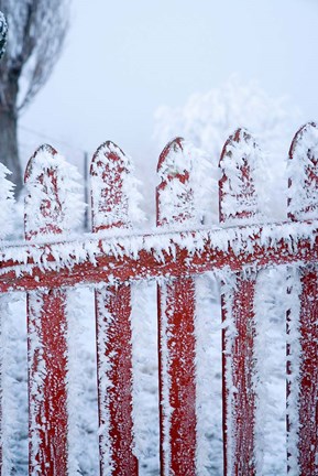 Framed Frost on Gate, Mitchell&#39;s Cottage and Hoar Frost, Fruitlands, near Alexandra, Central Otago, South Island, New Zealand Print