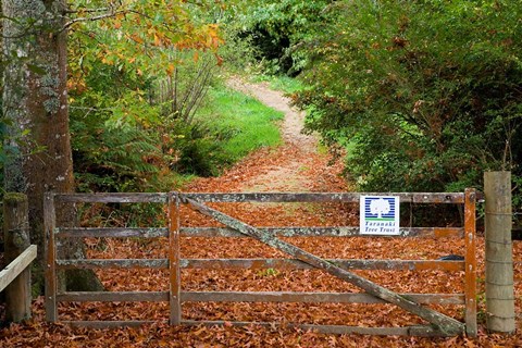 Framed Gate and Oak Leaves, Te Wera Arboretum, Forgotten World Highway, Taranaki, North Island, New Zealand Print