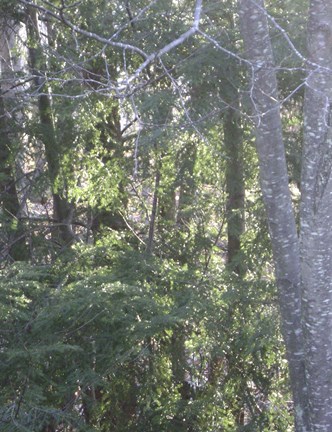 Framed Vermont Trees Print