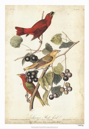 Framed Summer Red Bird Print