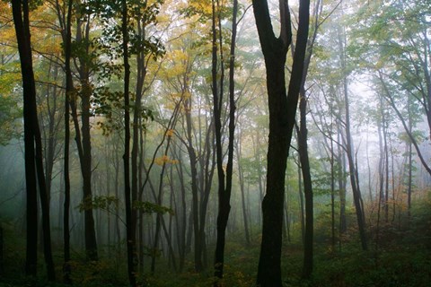 Framed Misty Forest In Autumn Print