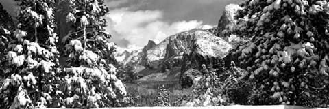 Framed Snowy trees in winter, Yosemite Valley, Yosemite National Park, California Print