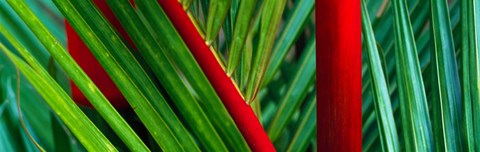 Framed Detail of Palm Leaves, Hawaii Islands Print