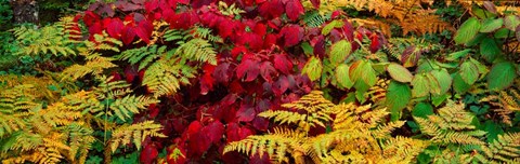 Framed Fall Foliage in Adirondack Mountains Print