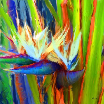 Framed Bird of Paradise 2 Print