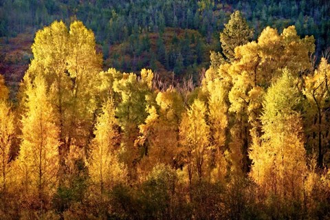 Framed Aspens in Autumn I Print