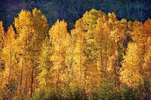 Framed Aspens in Autumn III Print