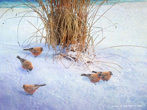 Framed Rosy Finches Print