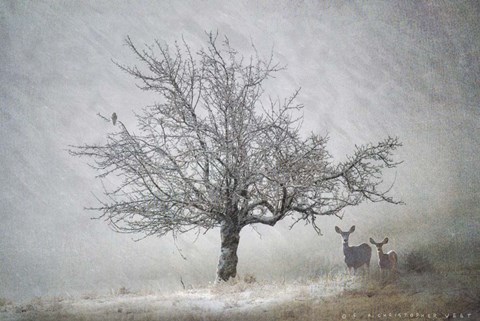 Framed Lone Tree Deer Kestral Print