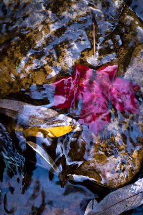 Framed West Fork Creek Leaves Print