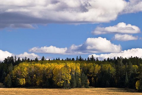 Framed Escudilla Mountain Meadow Fall 2 Print