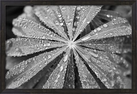 Framed Raindrops on Lupine Print