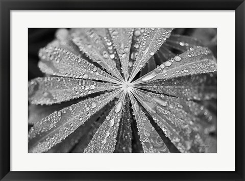 Framed Raindrops on Lupine Print