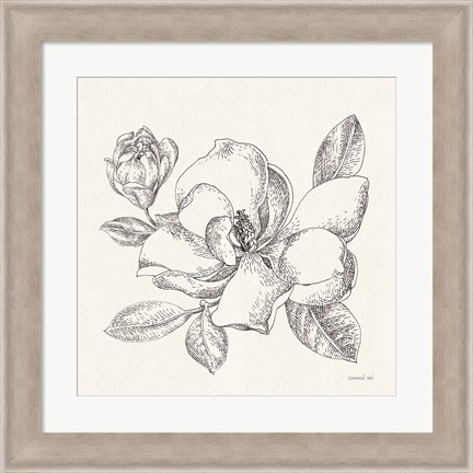 Framed Flower Sketches II Print