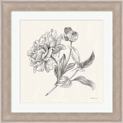 Framed Flower Sketches I Print