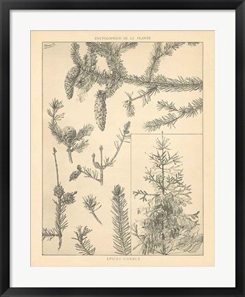 Framed Vintage Tree Sketches I Print