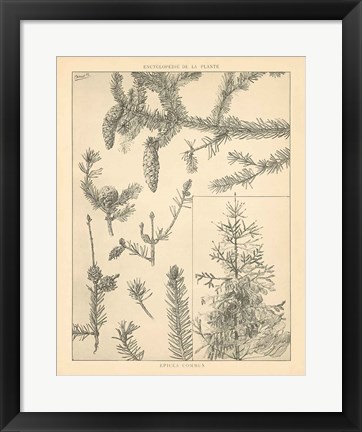 Framed Vintage Tree Sketches I Print