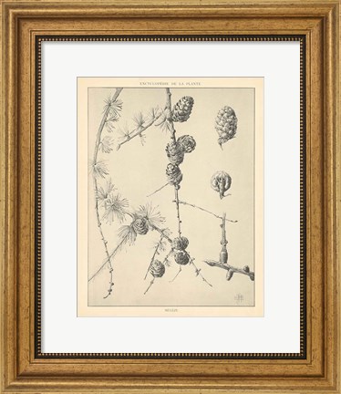 Framed Vintage Tree Sketches II Print