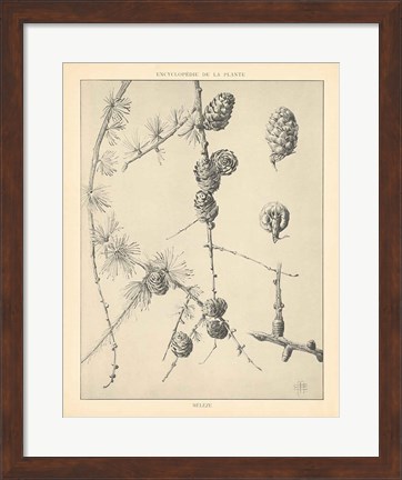 Framed Vintage Tree Sketches II Print