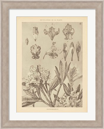 Framed Lithograph Florals IV Print