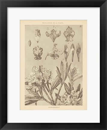 Framed Lithograph Florals IV Print