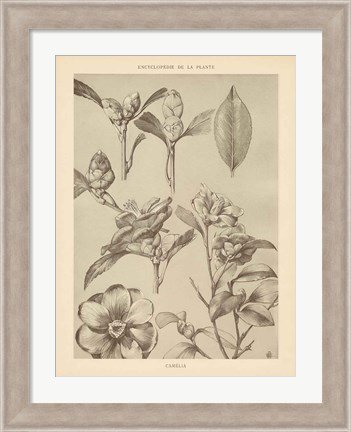 Framed Lithograph Florals II Print