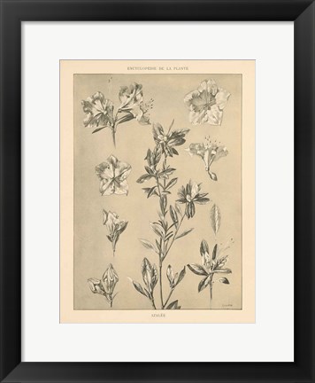 Framed Lithograph Florals I Print