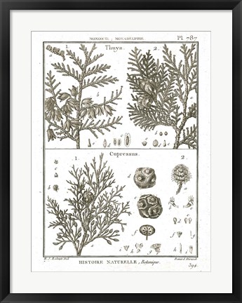 Framed Histoire Naturelle Botanique II Light Print