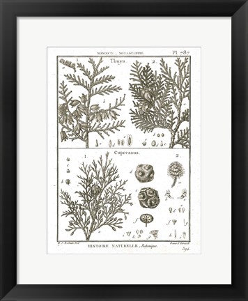 Framed Histoire Naturelle Botanique II Light Print