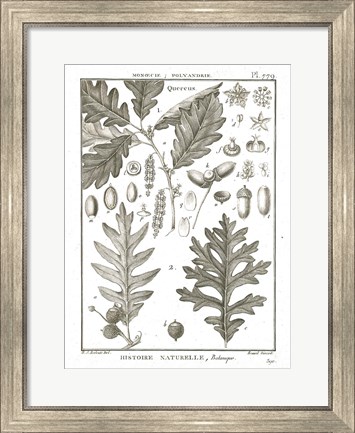 Framed Histoire Naturelle Botanique I Light Print