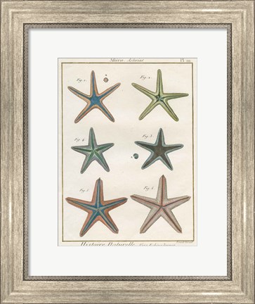 Framed Histoire Naturelle Starfish I Print