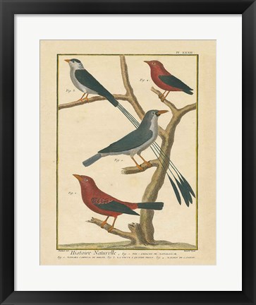 Framed Bird Drawing III Print