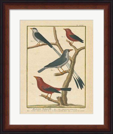 Framed Bird Drawing III Print