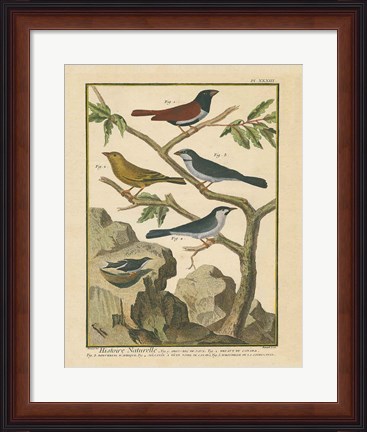 Framed Bird Drawing IV Print