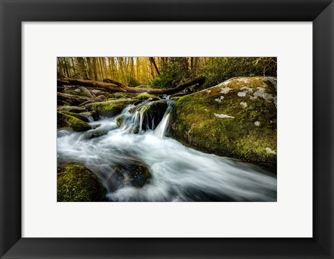 Framed Fallen Timber Print