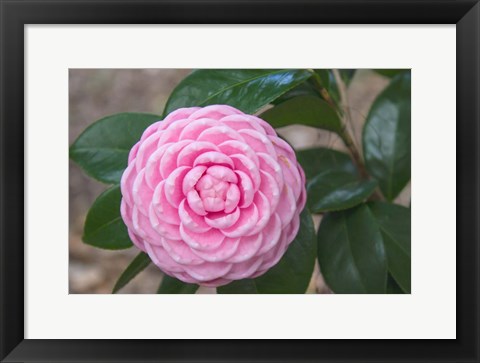 Framed Pink Passion Camillia Print