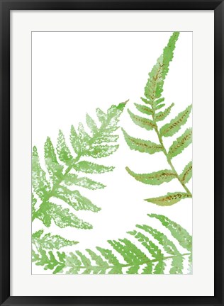 Framed Tossed Ferns II Print