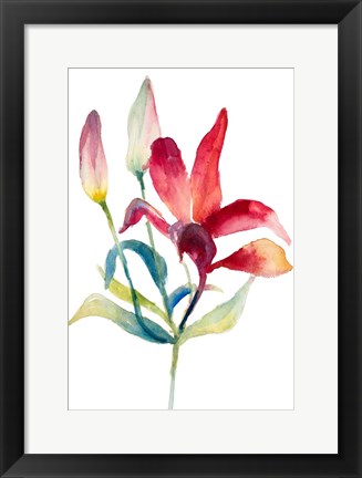 Framed Crimson Paradise Lily Print