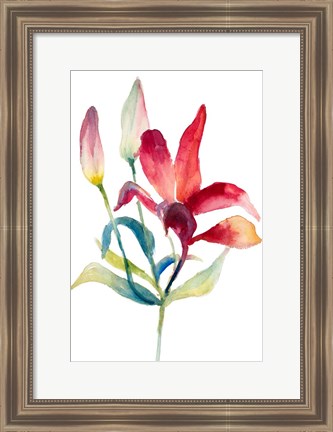 Framed Crimson Paradise Lily Print