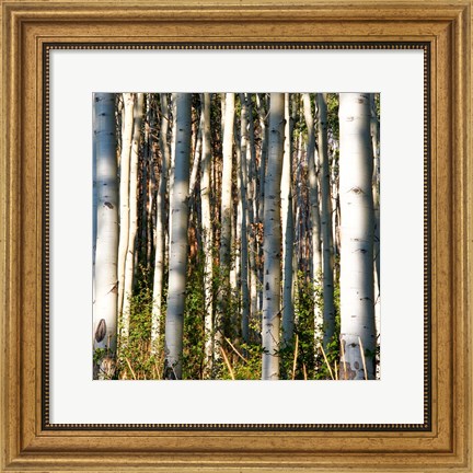 Framed Aspen Grove I Print