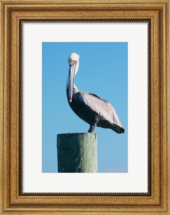 Framed Pelican Perched II Print