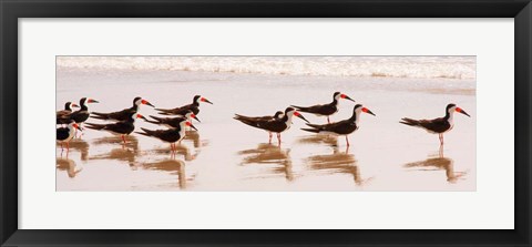 Framed Black Skimmers I Print