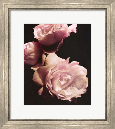 Framed Solitary Bouquet II Print