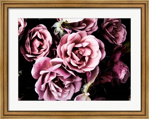 Framed Baroque Roses Print