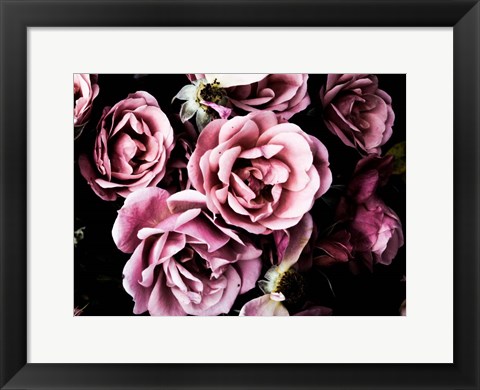 Framed Baroque Roses Print