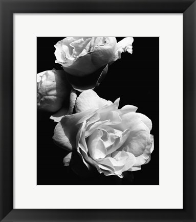 Framed Dramatic Love Blooms II Print