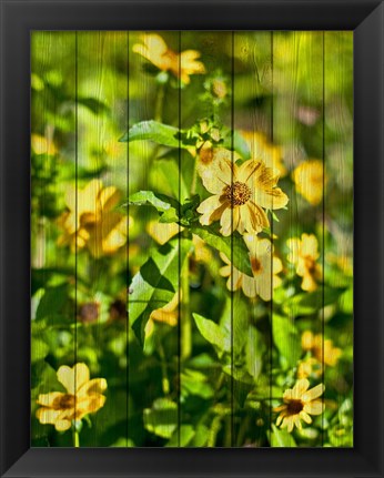 Framed Daisies on Wood Print